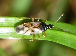 Reference :  Anthocoris nemorum  - P1020890