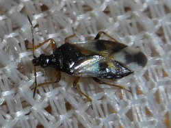 Reference :  Anthocoris nemorum  - P1310825