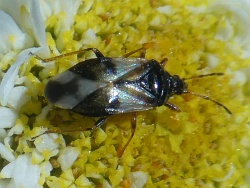 Reference :  Anthocoris nemorum  - P1310830