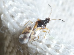 Reference :  Anthocoris nemorum  - P1340221