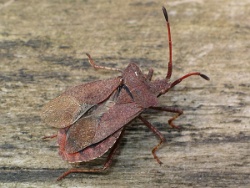 Reference :  Coreus marginatus - Dock Bug  - 100 4828