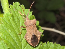 Reference :  Coreus marginatus - Dock Bug  - DSCN1940