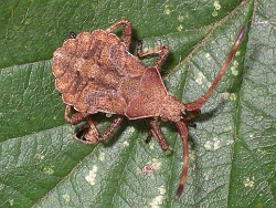 Reference :  Coreus marginatus - Dock Bug  - IMGP7847