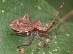 Reference :  Coreus marginatus - Dock Bug  - IMGP7850