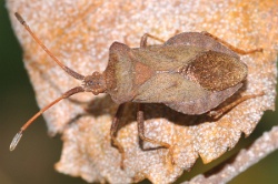 Reference :  Coreus marginatus - Dock Bug  - KGB 5787