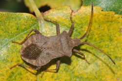 Reference :  Coreus marginatus - Dock Bug  - KGB 5794