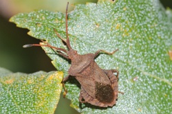 Reference :  Coreus marginatus - Dock Bug  - KGB 5801