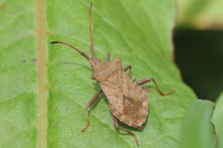 Reference :  Coreus marginatus - Dock Bug  - KGB 5813