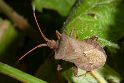 Reference :  Coreus marginatus - Dock Bug  - P1040918