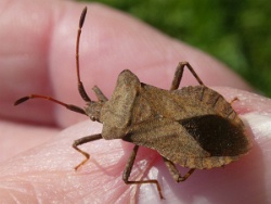 Reference :  Coreus marginatus - Dock Bug  - P1240478