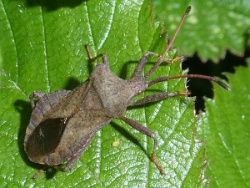 Reference :  Coreus marginatus - Dock Bug  - P1280788