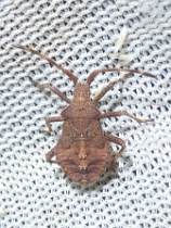 Reference :  Coreus marginatus - Dock Bug  - P1340540