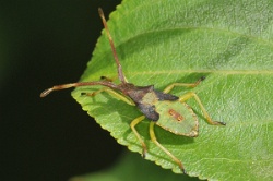 Reference :  Gonocerus acuteangulatus - Box Bug  - KGB 0862