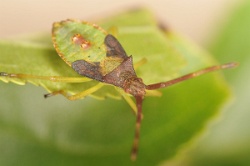 Reference :  Gonocerus acuteangulatus - Box Bug  - KGB 0912