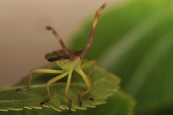 Reference :  Gonocerus acuteangulatus - Box Bug  - KGB 0917