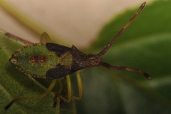 Reference :  Gonocerus acuteangulatus - Box Bug  - KGB 0927