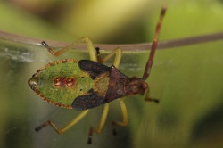 Reference :  Gonocerus acuteangulatus - Box Bug  - KGB 0953