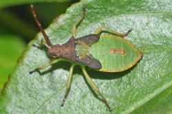 Reference :  Gonocerus acuteangulatus - Box Bug  - KGB 1689