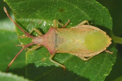 Reference :  Gonocerus acuteangulatus - Box Bug  - KGB 1699