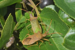 Reference :  Gonocerus acuteangulatus - Box Bug  - KGB 1707