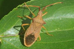 Reference :  Gonocerus acuteangulatus - Box Bug  - KGB 1713