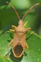 Reference :  Gonocerus acuteangulatus - Box Bug  - KGB 1715