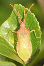 Reference :  Gonocerus acuteangulatus - Box Bug  - KGB 1733