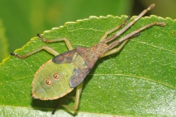 Reference :  Gonocerus acuteangulatus - Box Bug  - KGB 1735