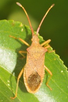 Reference :  Gonocerus acuteangulatus - Box Bug  - KGB 1737