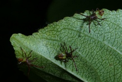 Reference :  Gonocerus acuteangulatus - Box Bug  - P1200801