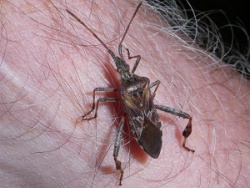 Reference :  Leptoglossus occidentalis - Western Conifer Seed Bug  - P1350099