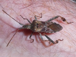 Reference :  Leptoglossus occidentalis - Western Conifer Seed Bug  - P1350101