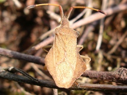 Reference :  Syromastus rhombeus - Rhombic Leatherbug  - IMGP4303