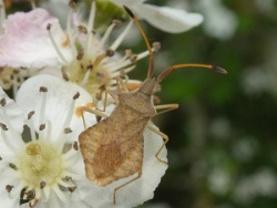 Reference :  Syromastus rhombeus - Rhombic Leatherbug  - P1360382