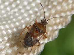 Reference :  Kleidocerys resedae  - P1000031