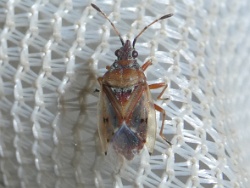 Reference :  Kleidocerys resedae  - P1290431