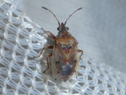 Reference :  Kleidocerys resedae  - P1290437