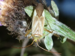 Reference :  Adelphocoris lineolatus  - P1340115