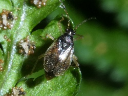 Reference :  Bryocoris pteridis  - P1320628