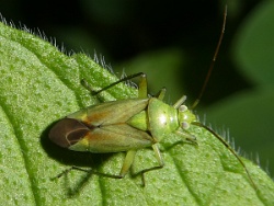 Reference :  Closterotomus norwegicus  - P1020081