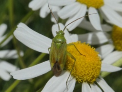 Reference :  Closterotomus norwegicus  - P1300404