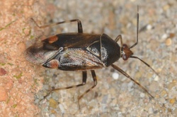 Reference :  Deraeocoris flavilinea  - KGB 2933