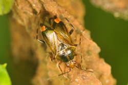 Reference :  Deraeocoris flavilinea  - KGB 3267