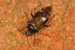 Reference :  Deraeocoris flavilinea  - KGB 3315