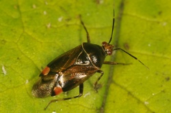 Reference :  Deraeocoris flavilinea  - KGB 3356