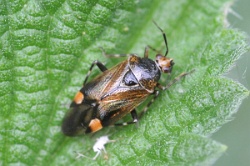 Reference :  Deraeocoris flavilinea  - KGB 6633