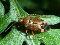 Reference :  Deraeocoris flavilinea  - P1300188