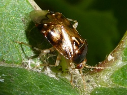 Reference :  Deraeocoris lutescens  - P1020285