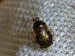 Reference :  Deraeocoris lutescens  - P1290418