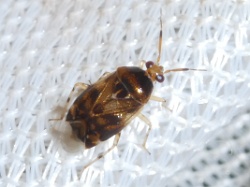 Reference :  Deraeocoris lutescens  - P1320923